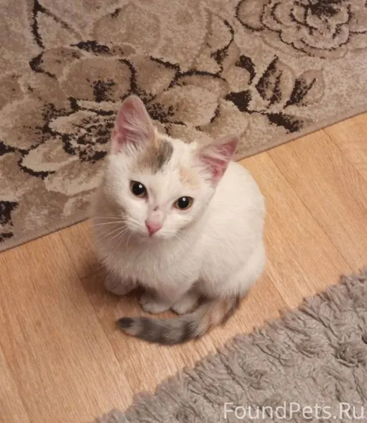 Найден котенок 🐱, район Питер,...