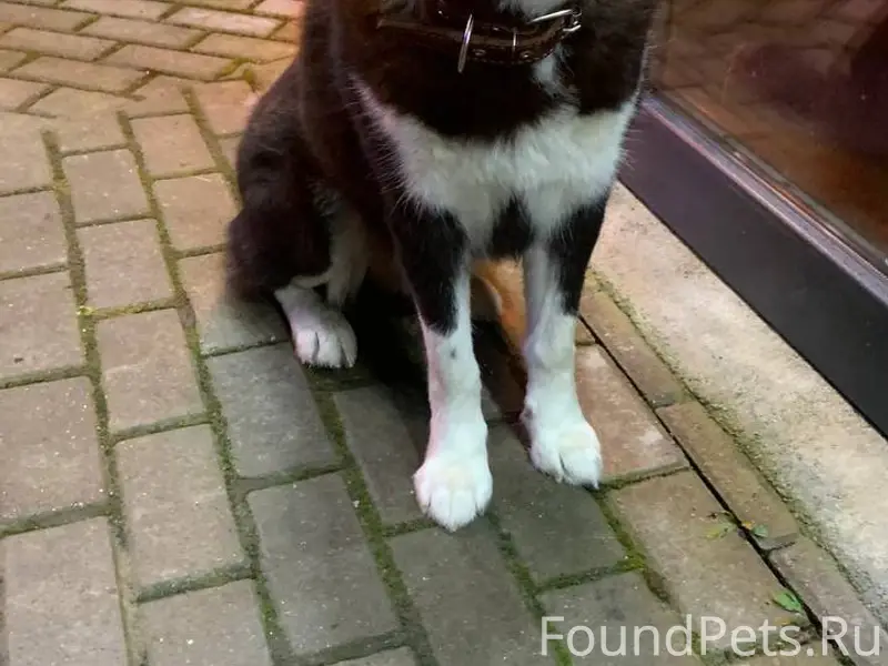 Замечен чёрный пёс Светлогорск, возможно Черныш