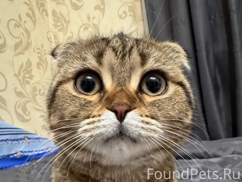 Пропала кошка породы шотландск...