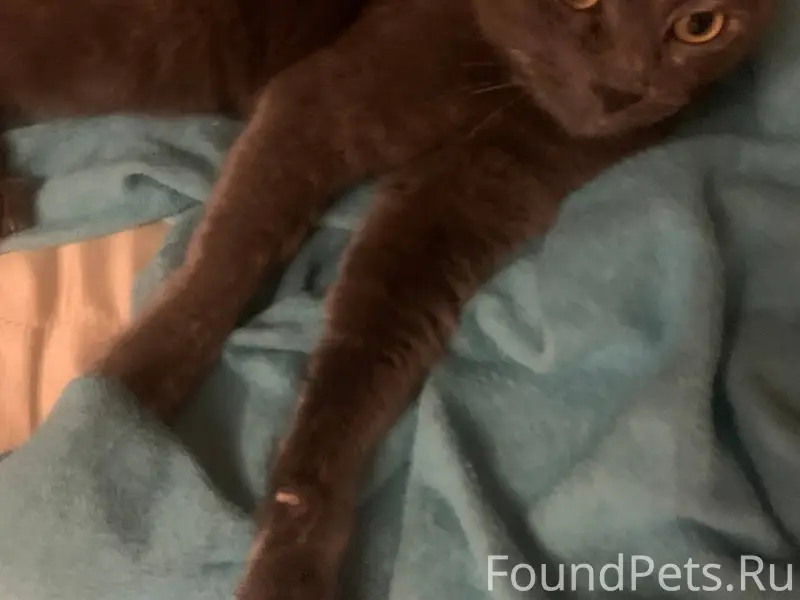 Найден котик. Домашний. Ищу пр...