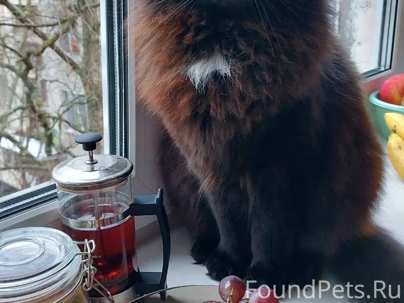 Пропал кот. Зовут Тоша. СПб, К...