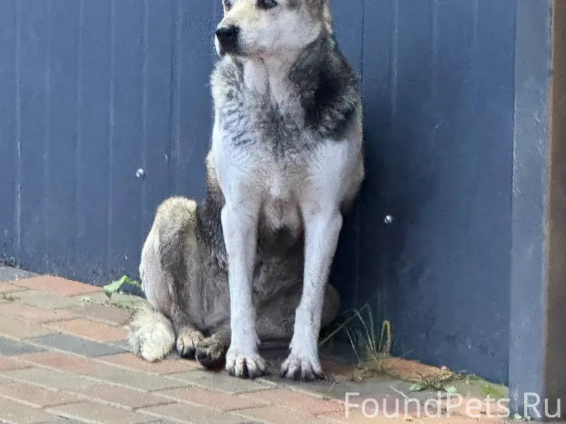 Наро-фоминск, д. Головеньки, о...