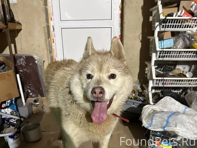 11.12.25 вечером была найдена....