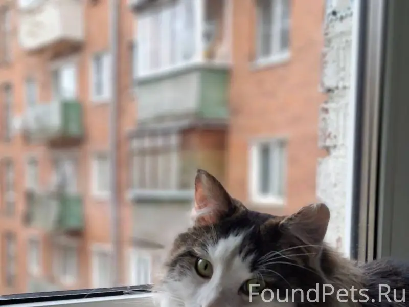 Химки ПРОПАЛ КОТ 11.12.2025...