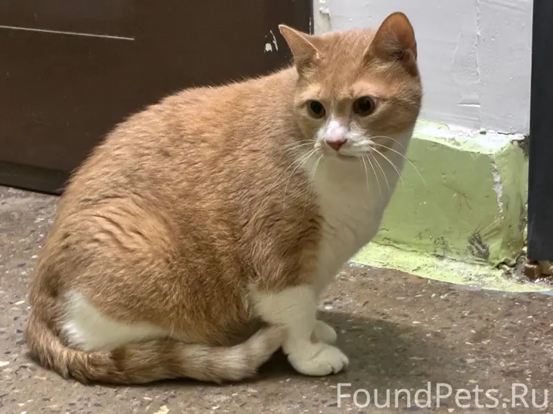 НАЙДЕН КОТ!!! найден во 2 подъ...