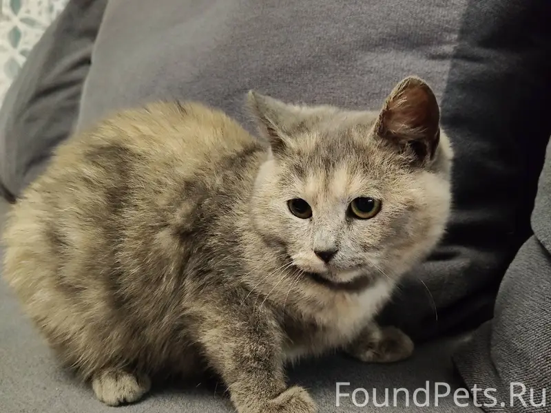 Найден котенок Бернгардовка, и...