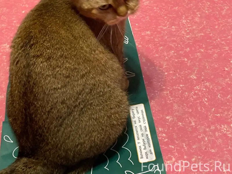 10 декабря пропала кошка, на у...