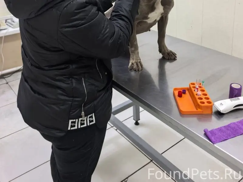 🆘Найдена собака в крайне истощ...