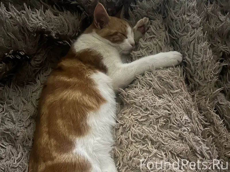 Пропал кот❗️ может кто-то виде...