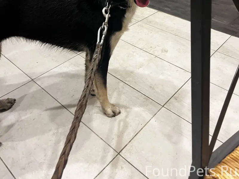 НАЙДЕНА СОБАКА! Колпино! Девоч...