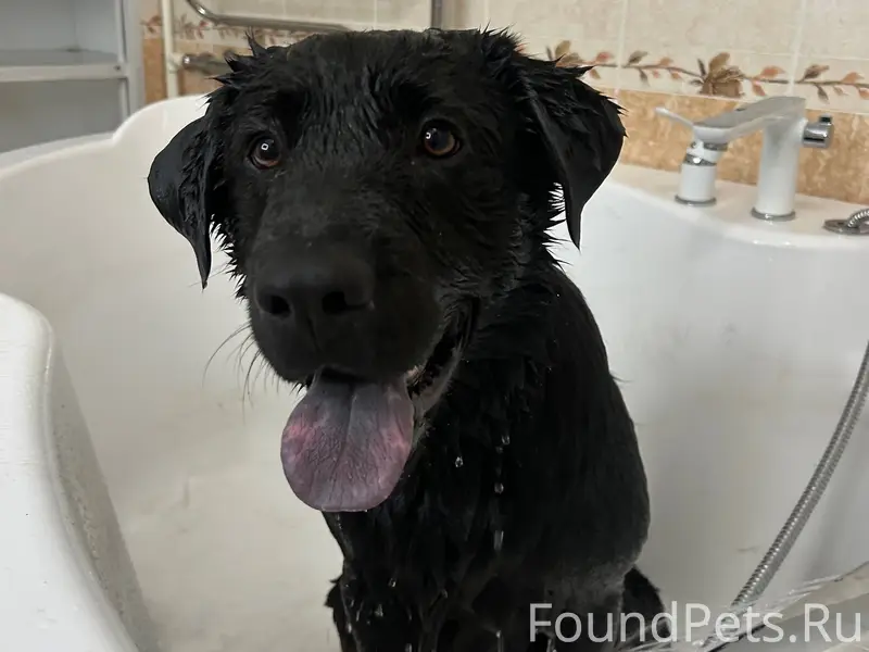 Добрый вечер! Убежала собака, ...