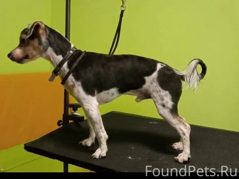 11.12.2025 Потерялась собака п...