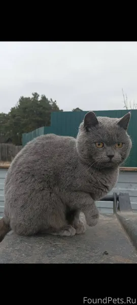 Саранск. Вот такая кошечка выж...