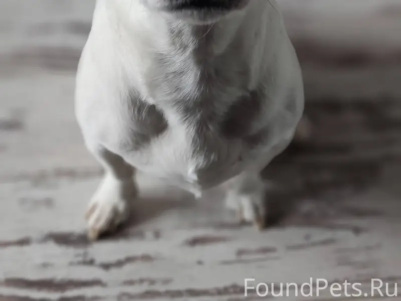 ПРОПАЛА СОБАКА. Последний раз ...