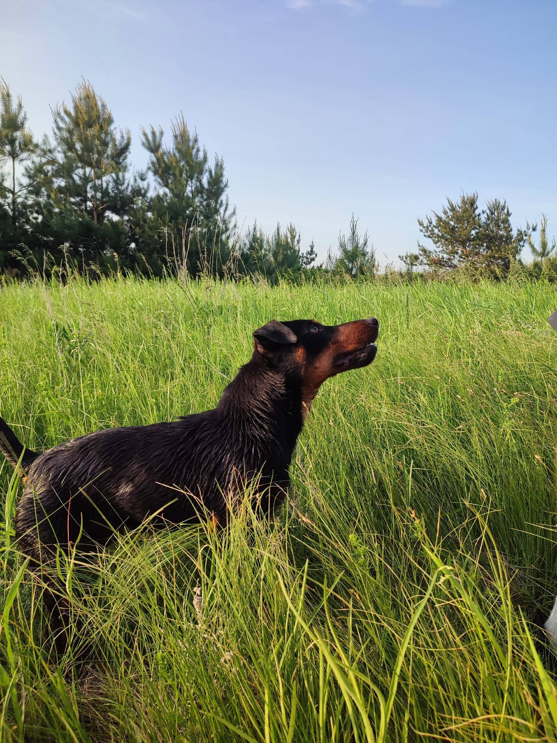 Потерялась собака. Территориал...