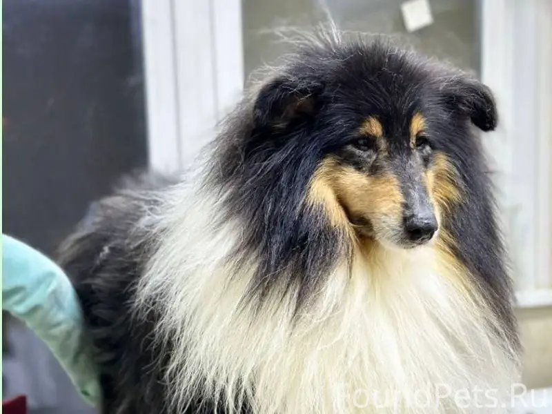 Здравствуйте, у меня убежала с...