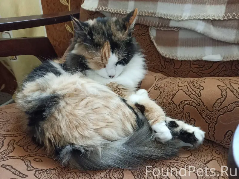 Создаю пост о потере кошки! ‼️...