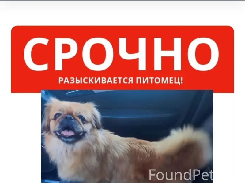 Доброе утро,у нас пропала соба...