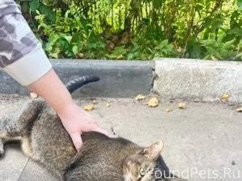 НАЙДЕНА КОШКА! 🐈 Кошка на 100....