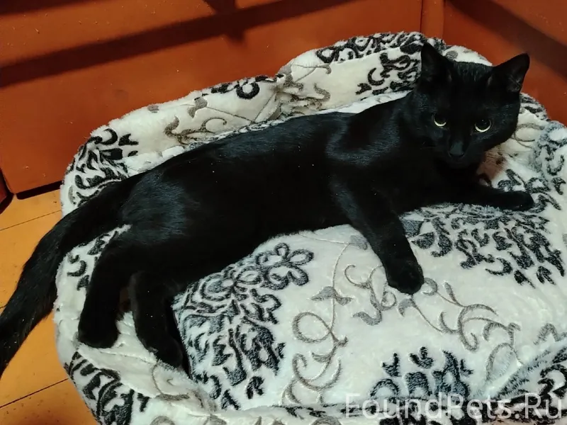 Прекрасный молодой кот очень к...