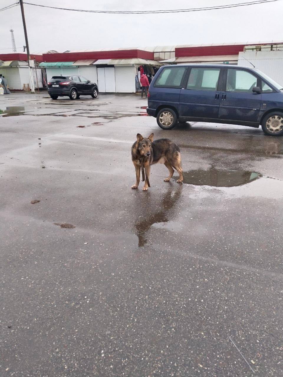 Найден пёс, кобель. Можно быть...