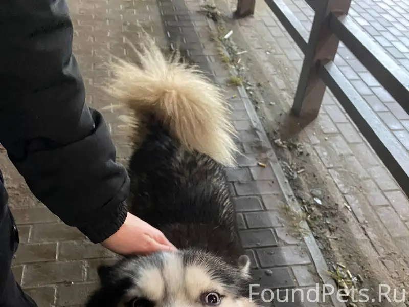 Найдена собака породы Хаски, к...