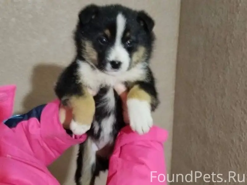 Добрый день! Найден щенок на у...