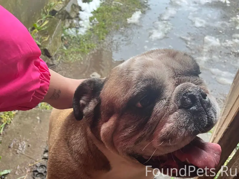 SOS 🆘 нашлась собака английски...