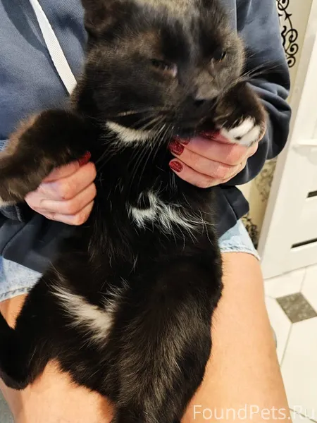 Найдена кошка на ул.Серова, 35...