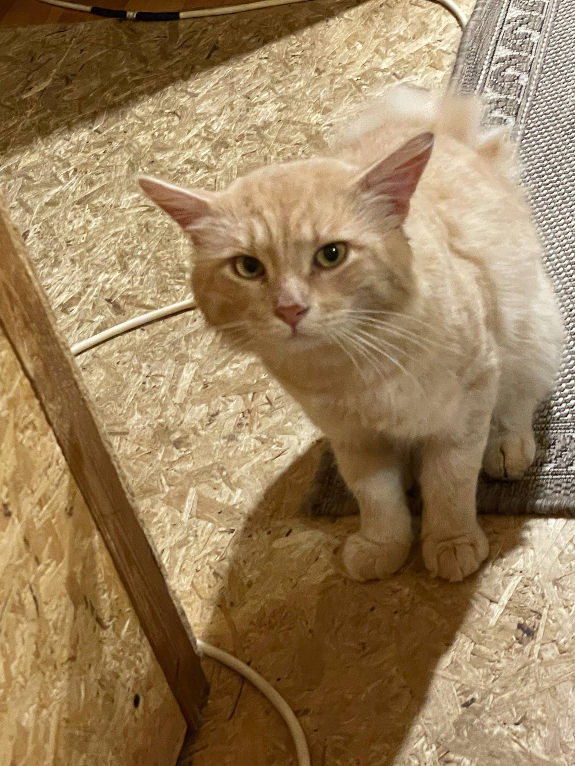 ****** Здравствуйте, помогите ...