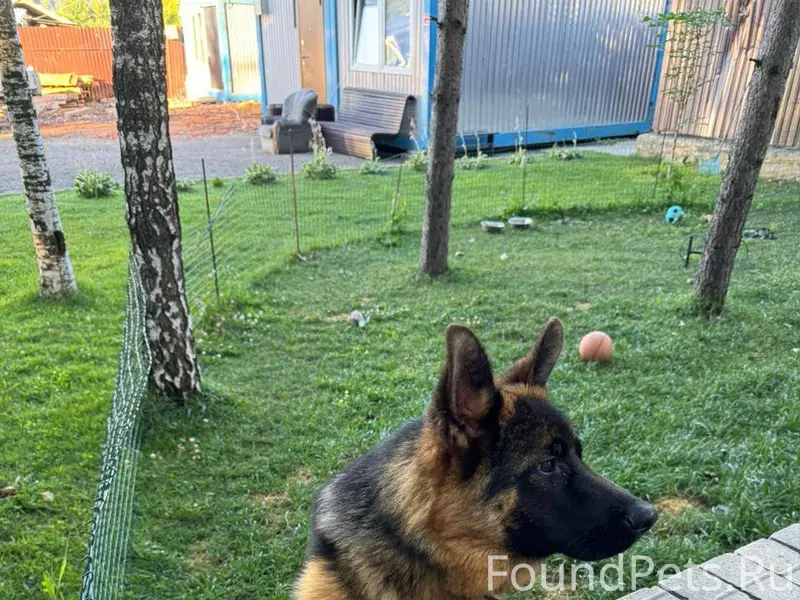 Немецкая овчарка , кобель