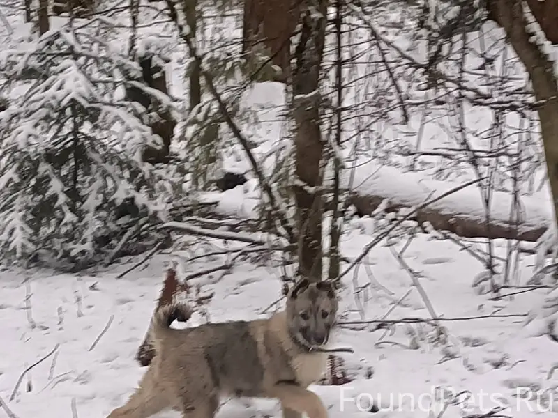 Пропал щенок породы лайка в ра...