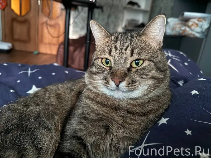 Пропал кот!! Без породный, кас...