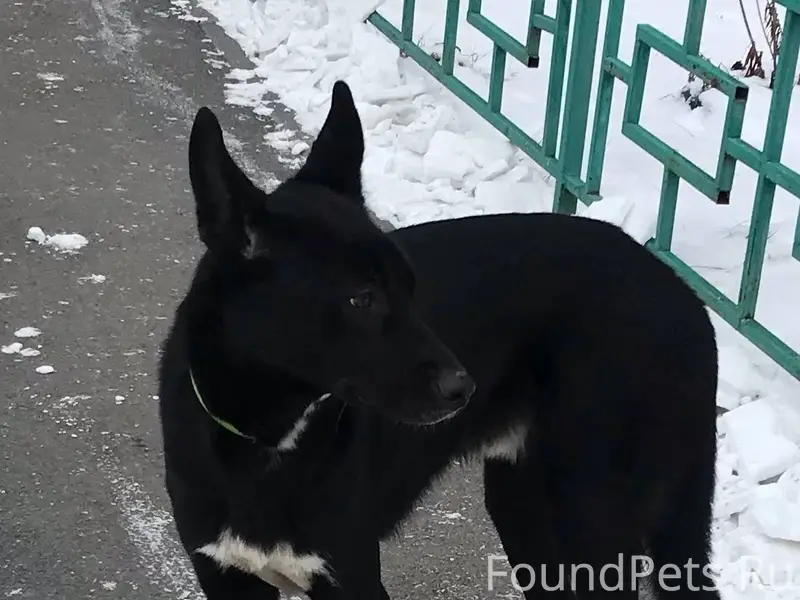 По Комарово гуляет вот такой п...