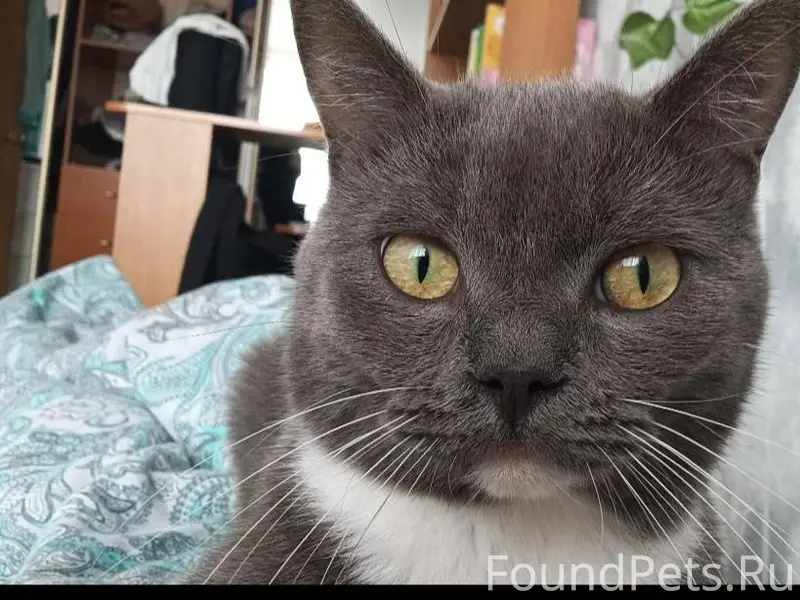 Пропал кот На улице Ленина 89....