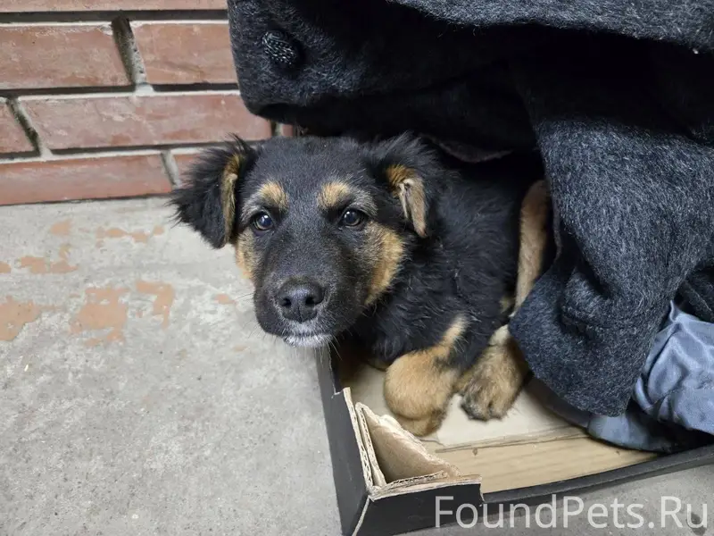 Срочно! Чья или чей потеряшка?...