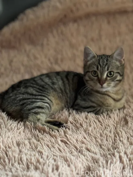 Пропал кот. В районе улицы Гаг...