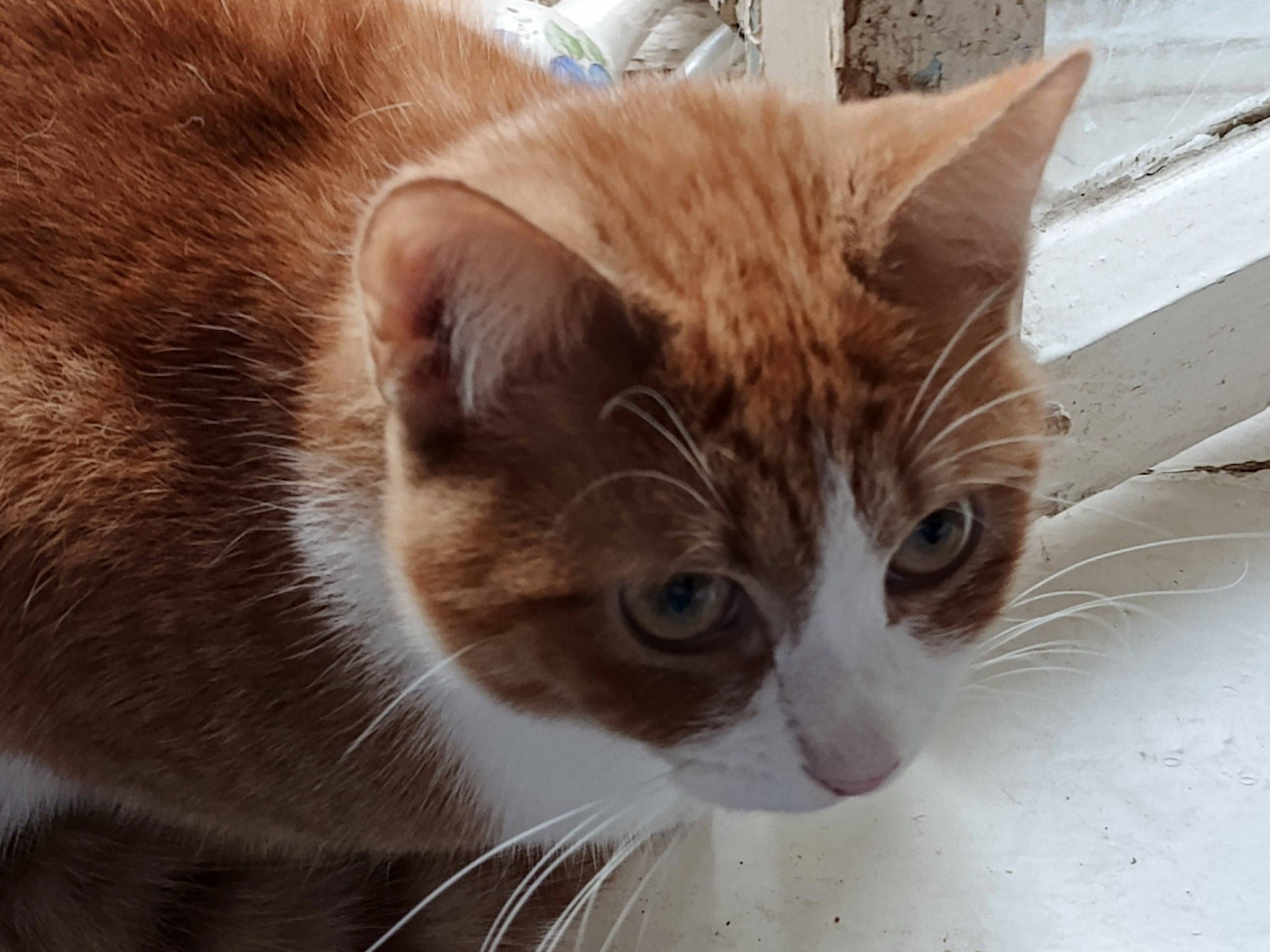 Пропал кот. Вечером 9.12 выпал...