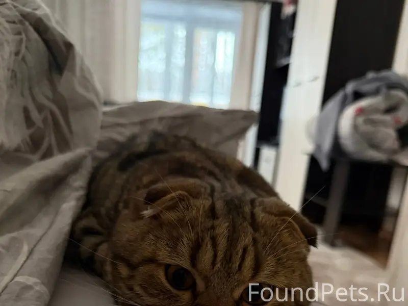 Пропал кот в районе Минина 5а....