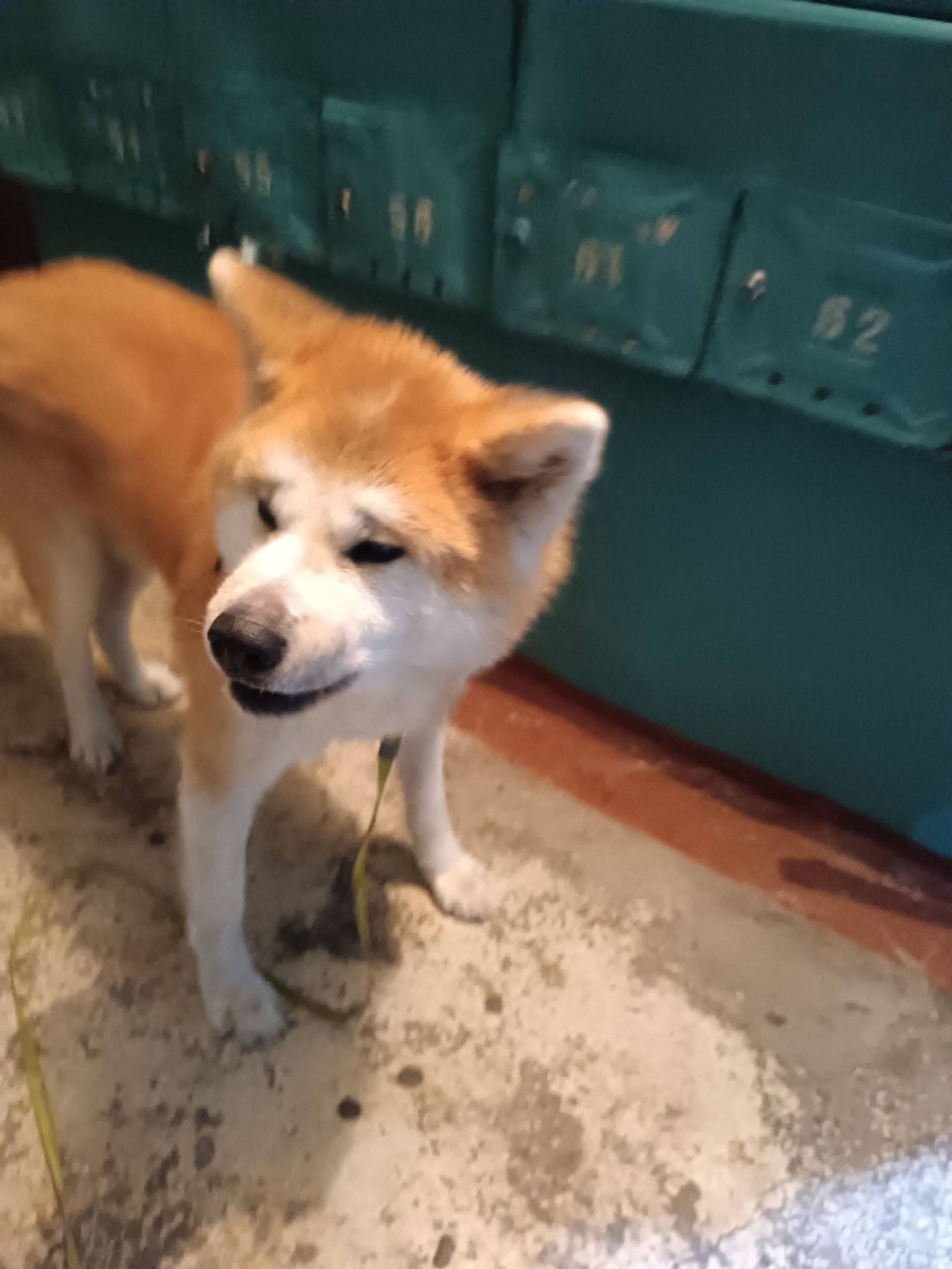 Нашлась чья-то собака , бегала...