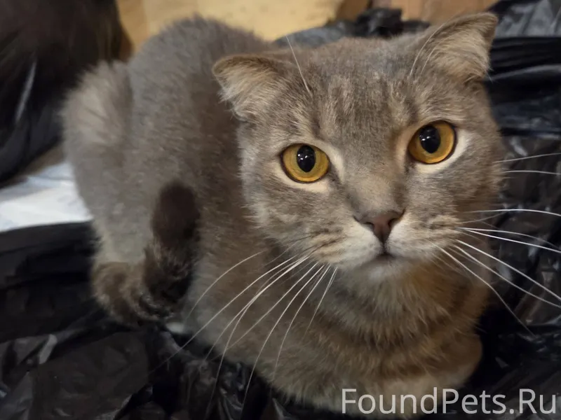 Оооочень ласковый, котик😍, воз...