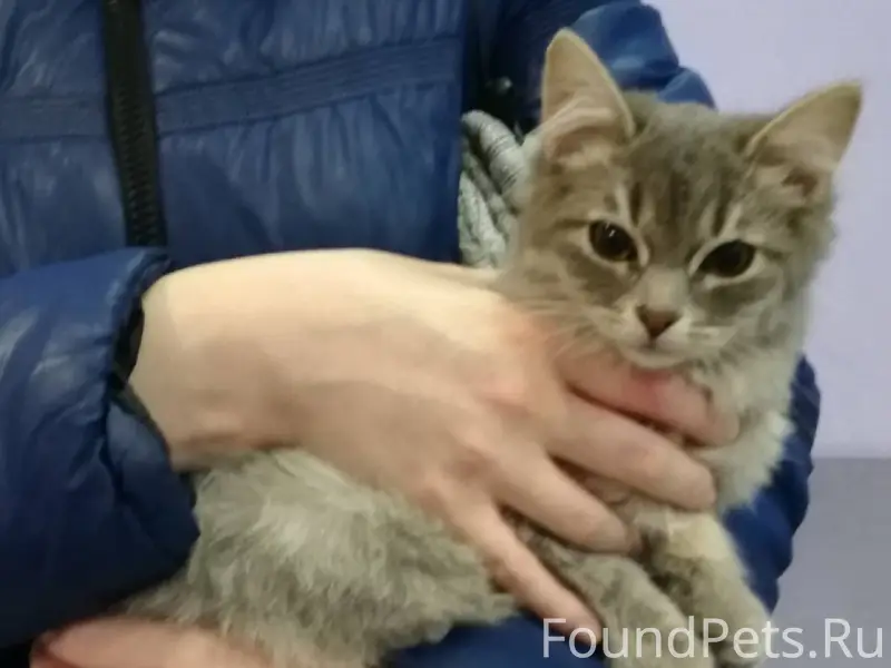 СРОЧНО! Найден котенок на Пред...