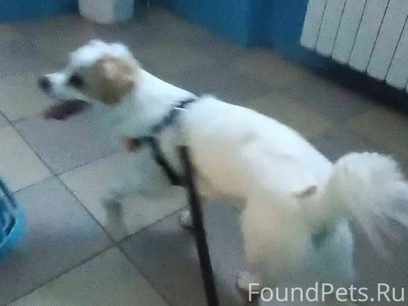 Потерялась собака в красномыль...