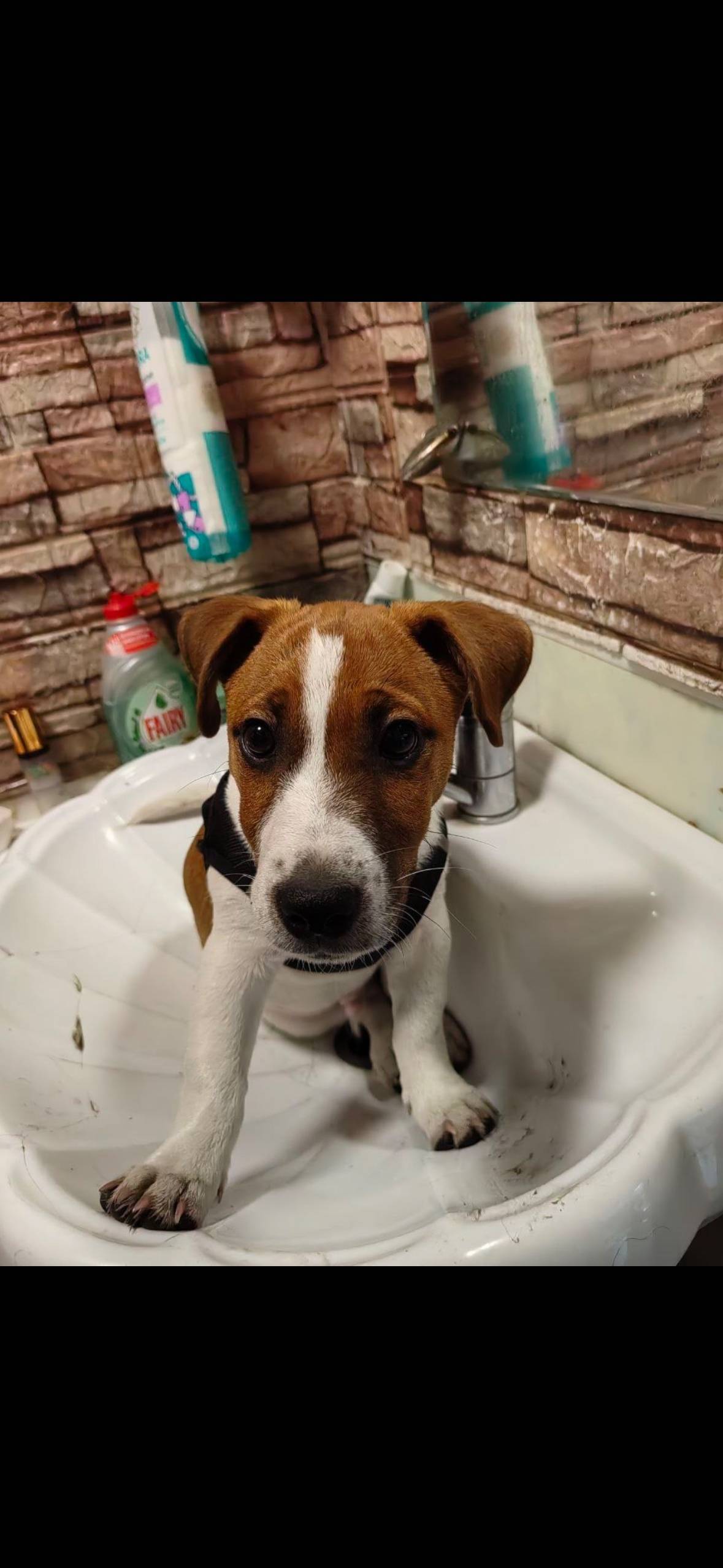 Здравствуйте, потерялась собак...