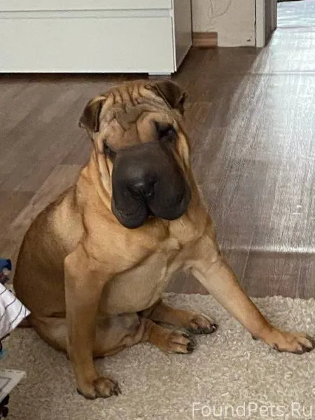 ПРОПАЛА СОБАКА! Потерялся пес ...