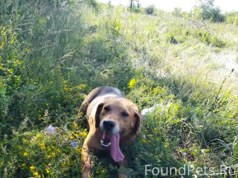 Пропала собака. Охотничья. Кли...