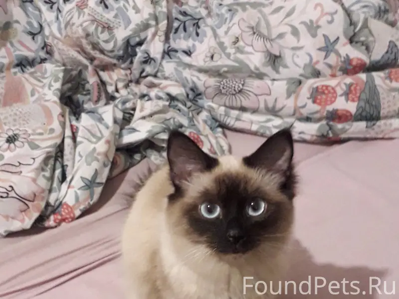 Найдена сиамская кошка