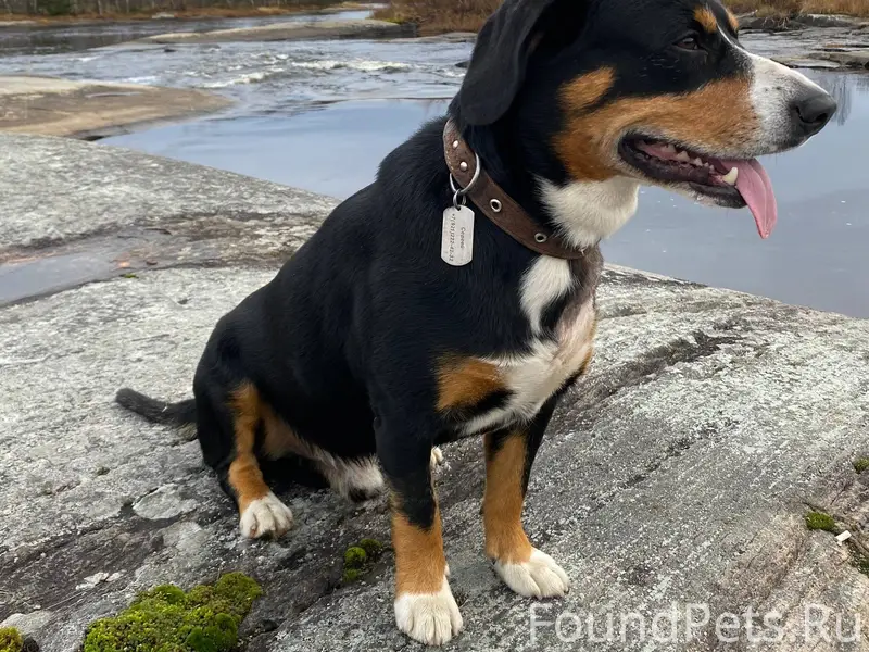 БЕЛОМОРСК ПРОПАЛА СОБАКА! Проп...