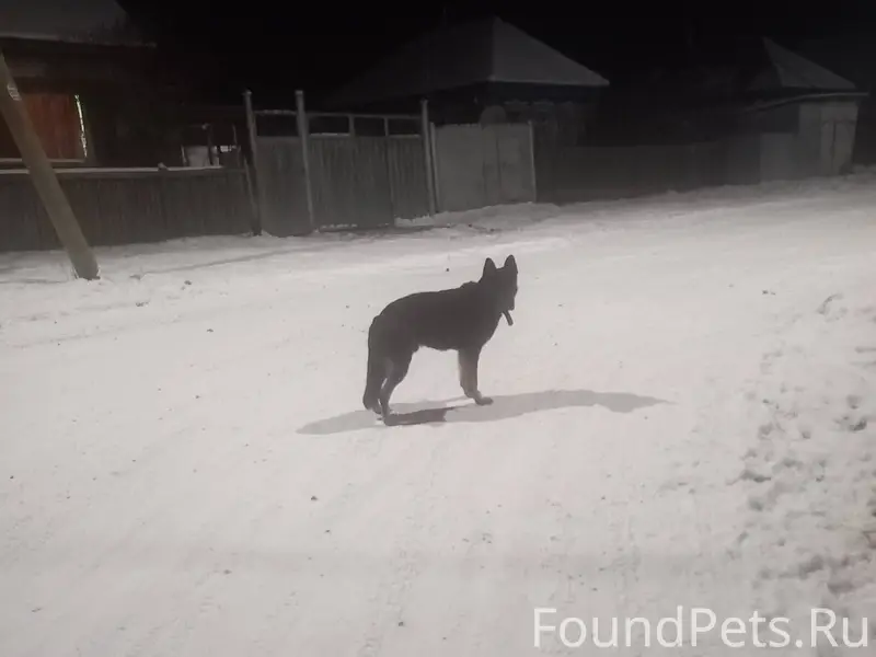 Кто потерял собаку? Овчарка чё...