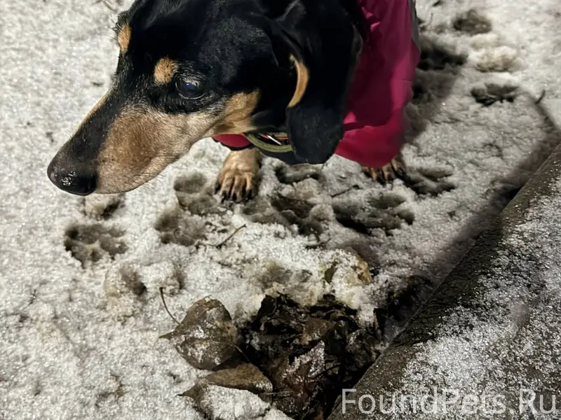 Найдись хозяин, потерялась соб...